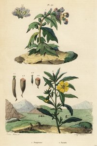 Schwarzes Bilsenkraut, Hyoscyamus niger 1, und peruanische Primel-Weide, Ludwigia peruviana 2 von Unbekannt