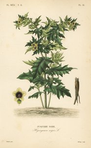 Schwarzes Bilsenkraut, Hyoscyamus niger