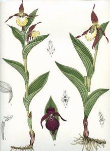 Botanische Tafel/Cypripedium calceolus/Venus-Schuh von Unbekannt