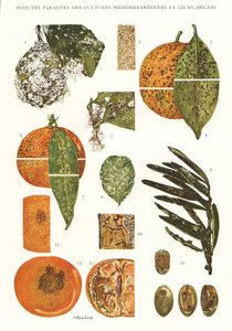 Botanische Tafel/Schädlinge mediterraner Kulturen