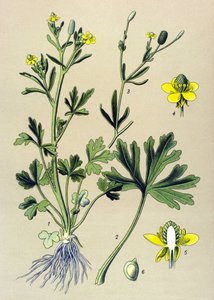 Botanische Tafel. Giftig: Scharfer Hahnenfuß (Ranunculus sceleratus)