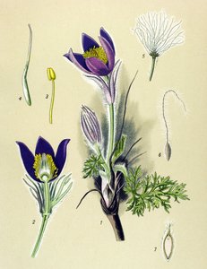 Botanische Tafel, giftige und medizinische Pflanze: Küchenschelle (Anemone pulsatilla, Pulsatilla vulgaris) von Unbekannter Künstler