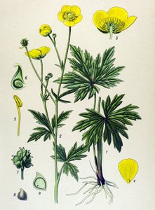 Botanische Tafel. Giftige und Heilpflanze: Scharfer Hahnenfuß (Ranunculus acris) von Unbekannter Künstler