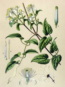 Botanische Tafel, giftige und medizinische Pflanze: Waldrebe (Clematis vitalba)