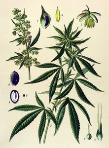 Botanische Tafel. Giftige und Heilpflanze: Hanf (Cannabis sativa)