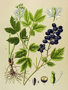 Botanische Tafel, giftige und medizinische Pflanze: Sommer-Adonisröschen (Adonis aestivalis) von Unbekannter Künstler