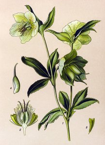 Botanische Tafel, giftige und medizinische Pflanze: Grüne Nieswurz (Helleborus viridis) von Unbekannter Künstler