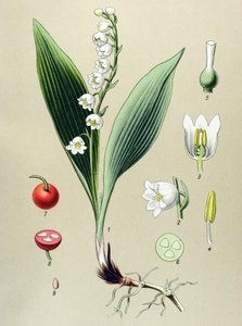 Botanische Tafel, giftige und medizinische Pflanze: Maiglöckchen (Convallaria majalis)