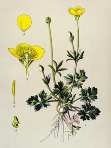Botanische Tafel, giftige Pflanze: Knolliger Hahnenfuß (Ranunculus bulbosus)