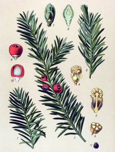 Botanische Tafel. Giftige Pflanze: Gemeine Eibe (Taxus baccata)