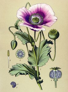 Botanische Tafel. Giftige und medizinische Pflanze: Schlafmohn (Papaver somniferum) von Unbekannter Künstler