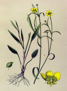 Botanische Tafel, giftige und medizinische Pflanze: Brennender Hahnenfuß (Ranunculus flammula) von Unbekannter Künstler