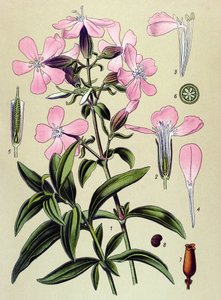 Botanische Tafel, giftige und medizinische Pflanze: Seifenkraut (Saponaria officinalis)