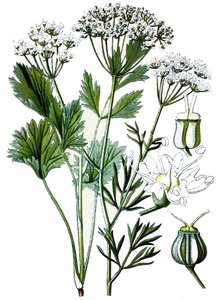 Botanische Tafel, Heilpflanze: Anis, Chromolithographie um 1870 von Unbekannter Künstler