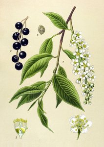 Botanische Tafel, Pflanze: Traubenkirsche (Prunus padus)