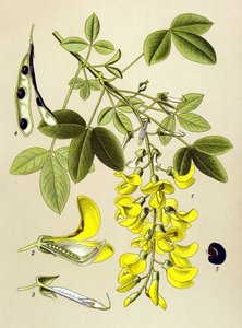 Botanische Tafel, Pflanze: Gemeiner Goldregen (Cytisus Laburnum)