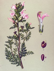 Botanische Tafel, Pflanze: Sumpf-Läusekraut (Pedicularis palustris)