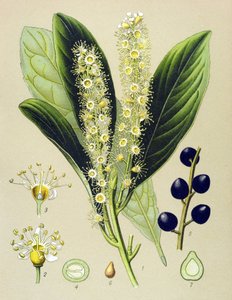 Botanische Tafel, Pflanze: Kirschlorbeer (Prunus laurocerasus) von Unbekannter Künstler