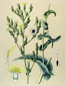 Botanische Tafel, Pflanze: Wilder Lattich (Lactuca virosa) von Unbekannter Künstler