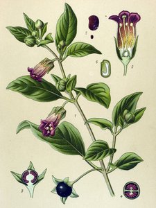 Botanische Tafel, Pflanze der Tollkirsche (Atropa belladonna)