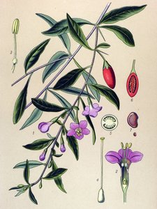 Botanische Tafel, Pflanze der traditionellen chinesischen Medizin: Gemeiner Bocksdorn (Lycium halimifolium)