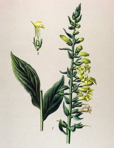 Botanische Tafel, Pflanze: Gelber Fingerhut (Digitalis lutea)