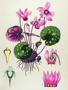 Botanische Tafel, giftige und medizinische Pflanze: Alpenveilchen (Cyclamen purpurascens, Cyclamen europaeum)