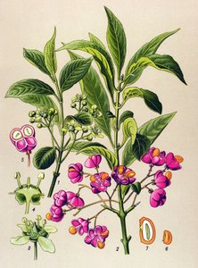 Botanische Tafel, giftige Pflanze: Europäisches Pfaffenhütchen (Euonymus europaeus)