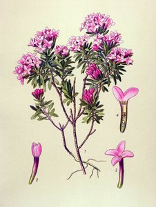Botanische Tafel, giftige Pflanze: Seidelbast (Daphne cneorum) von Unbekannter Künstler