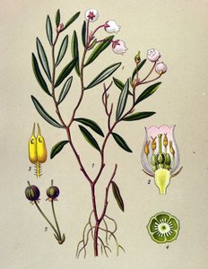 Botanische Tafel, giftige Pflanze: Rosmarinheide (Andromeda polifolia) von Unbekannter Künstler