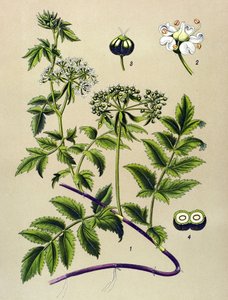 Botanische Tafel, giftige Pflanze: Berle (Berula angustifolia) von Unbekannter Künstler