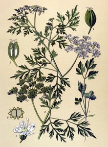 Botanische Tafel, giftige Pflanze: Hundspetersilie (Aethusa cynapium) von Unbekannter Künstler