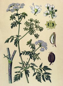 Botanische Tafel, giftige Pflanze: Gefleckter Schierling (Conium maculatum)