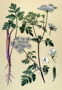 Botanische Tafel, giftige Pflanze: Taumel-Kälberkropf (Chaerophyllum temulum) von Unbekannter Künstler