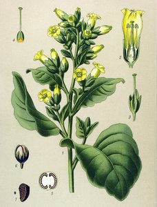 Botanische Tafel, giftige Pflanze: Mapacho-Tabak (Nicotiana rustica)