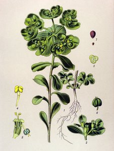 Botanische Tafel, giftige Pflanze: Sonnwend-Wolfsmilch (Euphorbia helioscopia) von Unbekannter Künstler