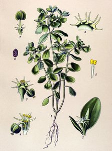 Botanische Tafel, giftige Pflanze: Wolfsmilch (Euphorbia esula oder Euphorbia acre) von Unbekannter Künstler