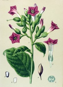 Botanische Tafel, giftige Pflanze: Ziertabak (Nicotiana tabacum)