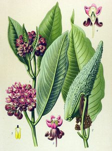 Botanische Tafel, giftige Pflanze: Papageiengras (Asclepias Cornuti) von Unbekannter Künstler