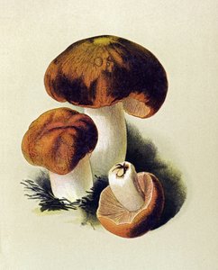 Botanische Tafel mit giftigem Pilz: Stink-Täubling (Russula foetens)
