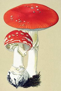 Botanische Tafel mit giftigem Pilz: Fliegenpilz (Amanita muscaria)