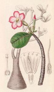 Botanische Illustration Adenium obesum Wüstenrose