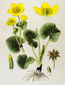 Botanische Tafel, giftige Pflanze: Sumpfdotterblume (Caltha palustris)