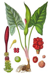 Botanische Tafel: Gefleckter Aronstab (Arum maculatum), eine Heilpflanze, historische Chromolithographie von Unbekannter Künstler