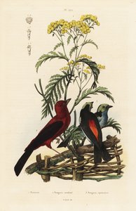 Brasilianer-Tangare, Ramphocelus bresilius, und Paradies-Tangare, Tangara chilensis