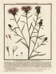 Wiesen-Flockenblume, Centaurea jacea