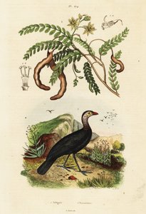 Buschhuhn und Tamarinde, 1834-1839 (Gravur)