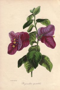 Buginvillaea spectabilis (Die Bougainvillea). Handkolorierte Lithographie gezeichnet von Samuel Holden für Sir Joseph Paxton in "Magazine of Botany", London, W.S. Orr von Unbekannter Künstler