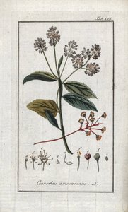 Kalifornischer Flieder (Ceanothus americanus). Lithographie aus „Afbeelding der Artseny-Gewassen“ von Johannes Zorn (1739-1799), Niederlande von Unbekannter Künstler
