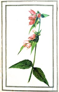 Gemeine Glockenblume